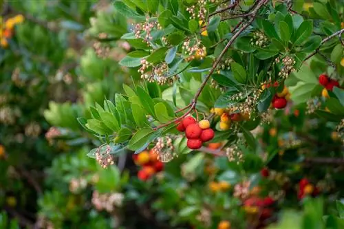 спелые красочные плоды и цветы Arbutus unedo, клубничное дерево, вечнозеленый кустарник или небольшое дерево семейства