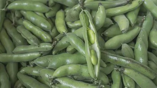 Как вырастить фасоль – все, что нужно знать для получения вкусной продукции
