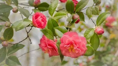розовые камелии