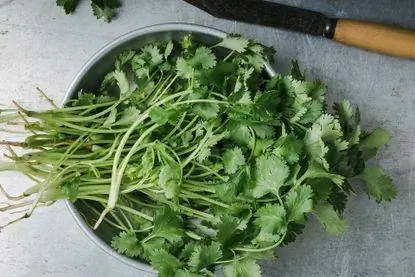 кинза собрана кинза собрана