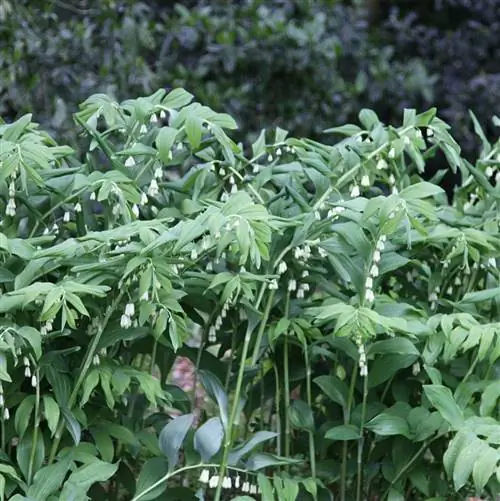 Садовые растения - Polygonatum x Hybridum (Печать Соломона) Садовые растения - Polygonatum x Hybridum (Печать Соломона)