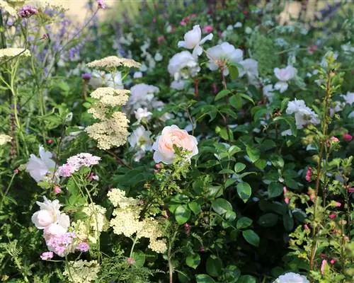 Как посадить бордюр дачного сада - Розмари Колдстрим Garden Design Как посадить бордюр дачного сада - Розмари Колдстрим Garden Design