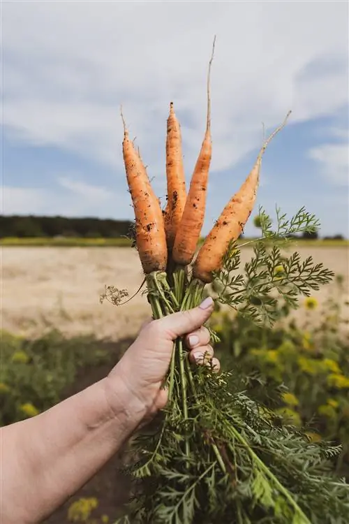 Посадка моркови-компаньона unsplash Farrinni Посадка моркови-компаньона unsplash Farrinni