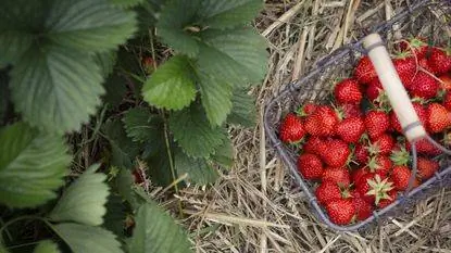 Корзина с клубникой рядом с растениями клубники Корзина с клубникой рядом с растениями клубники
