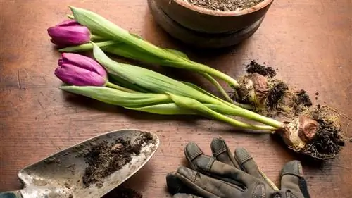 Можно ли сажать луковицы тюльпанов весной? Или уже слишком поздно? Наши специалисты советуют