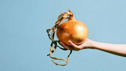 Большой лук, собранный в саду и удерживаемый рукой Большой лук, собранный в саду и удерживаемый рукой