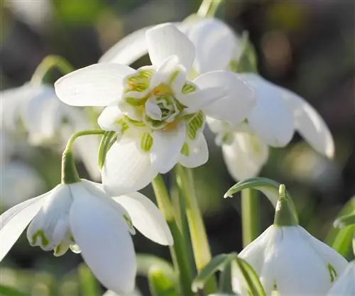 Крупный план двойных клоунов подснежника Galanthus nivalis Flore Pleno.