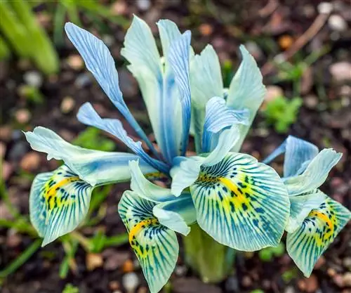 Крупный план бледноцветного Iris reticulata Katherine Hodgkin.