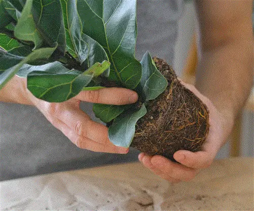 Фиговый лист скрипки, показывающий корневой ком Фиговый лист скрипки, показывающий корневой ком