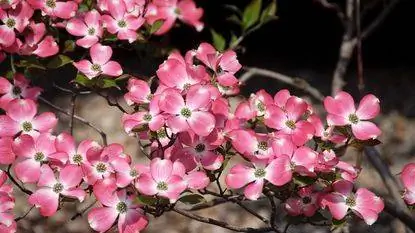 розовые цветки Cornus florida 'Rubra' розовые цветки Cornus florida 'Rubra'