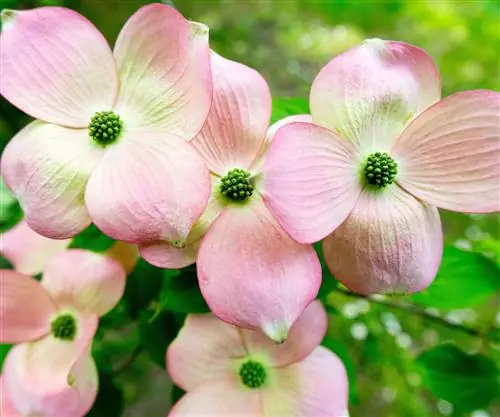 «Бледно-розовые цветы на цветущем кизиле, Cornus x rutgersensis, Rutgan» «Бледно-розовые цветы на цветущем кизиле, Cornus x rutgersensis, Rutgan»