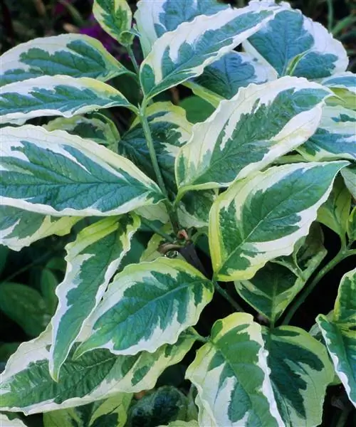 пестрые листья Cornus Florida 'Cherokee Daybreak' пестрые листья Cornus Florida 'Cherokee Daybreak'