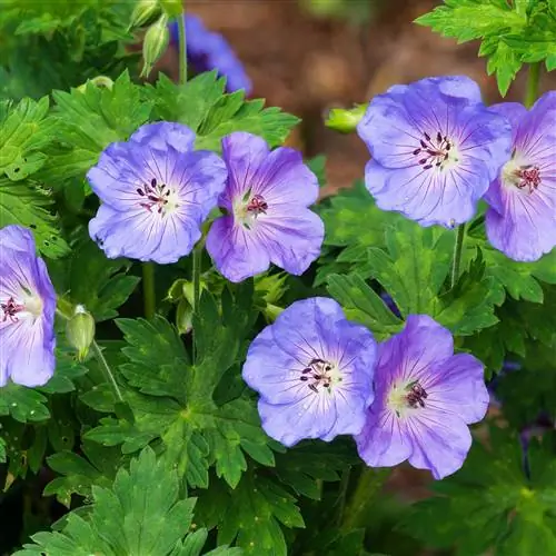Герань 'Azure Rush'