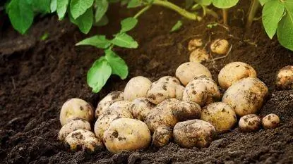 Свежий картофель, собранный на почве Свежий картофель, собранный на почве