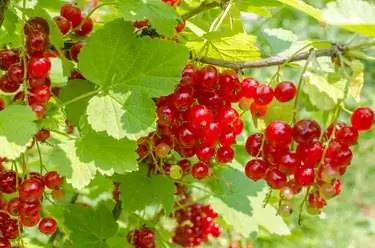 Красная смородина на кусте Красная смородина на кусте