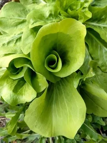 Салат Endives Cichorium Endivia после зимы ранней весной в органическом саду Салат Endives Cichorium Endivia после зимы ранней весной в органическом саду