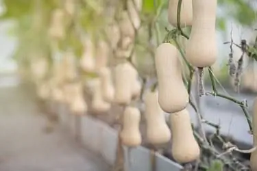 крупный план Butternut Squash висит на органической ферме крупный план Butternut Squash висит на органической ферме