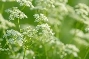 Анисовое цветочное поле. Ингредиент для продуктов питания и напитков.