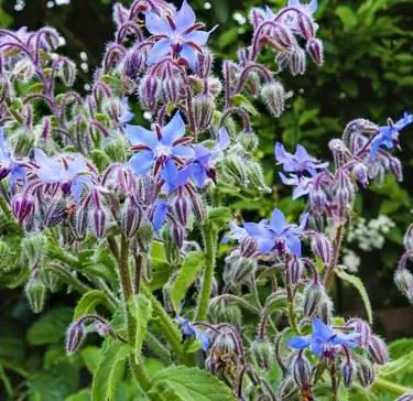 Завод/трава бораго (Borago officinalis) в солнечном свете, голубые цветы.