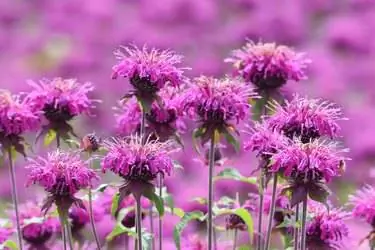 Цветки монарды (Monarda didyma)