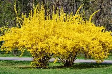 Большой куст желтых цветов растения Forsythia, также известного как пасхальное дерево, в саду в солнечный весенний день, цветочный фон Большой куст желтых цветов растения Forsythia, также известного как пасхальное дерево, в саду в солнечный весенний день, цветочный фон