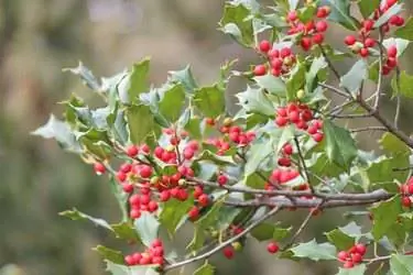 Американский падуб (Ilex opaca) Американский падуб (Ilex opaca)
