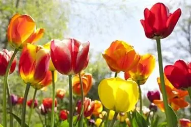 Тюльпан геснерианский (Tulipa gesneriana) садовый Тюльпан геснерианский (Tulipa gesneriana) садовый