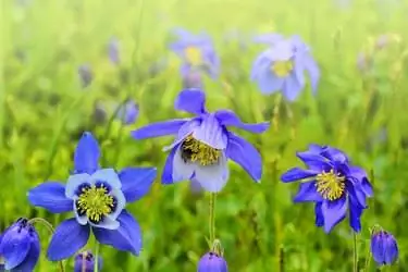 Красивые голубые полевые цветы Aquilegia glandulosa крупным планом Красивые голубые полевые цветы Aquilegia glandulosa крупным планом