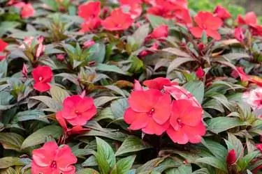 Impatiens walleriana Крючок. ф. Impatiens walleriana Крючок. ф.