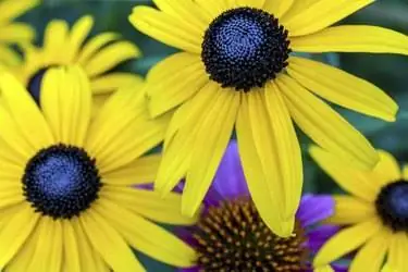Rudbeckia hirta, черноглазая Сьюзен