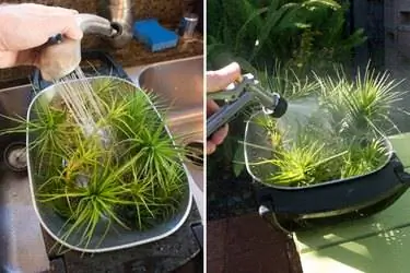 Замачивание воздушных растений. Замачивание воздушных растений.