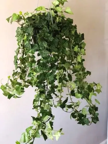 Английский плющ