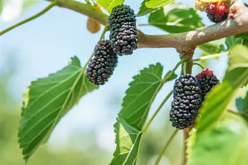 Как вырастить тутовое дерево (Morus rubra)