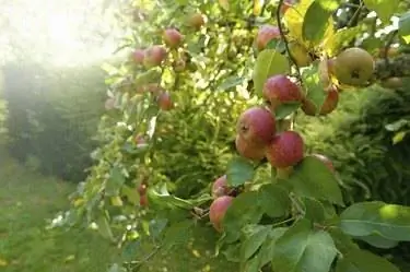 Яблоки с красной кожурой на дереве в саду.