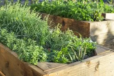 Сад органических продуктов