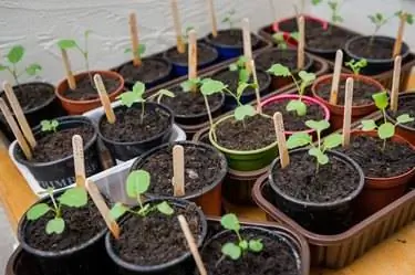 Лоток с рассадой в пластиковых горшках и лотки с деревянными этикетками Лоток с рассадой в пластиковых горшках и лотки с деревянными этикетками