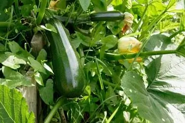 Кабачки Домашние Кабачки Домашние
