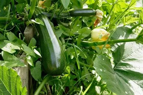 Сколько времени нужно, чтобы вырастить кабачки?