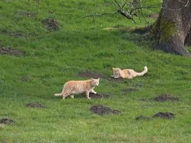 Katzen jagen Maulwurf - Кошки охотятся на крота Katzen jagen Maulwurf - Кошки охотятся на крота