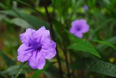 В саду цветут крупным планом цветы Ruellia simplex, мексиканской петунии, мексиканского колокольчика, петунии Britton (Ruellia Angustifolia).