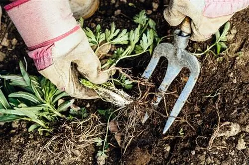 Натуральные способы уничтожения сорняков с помощью пищевой соды и уксуса