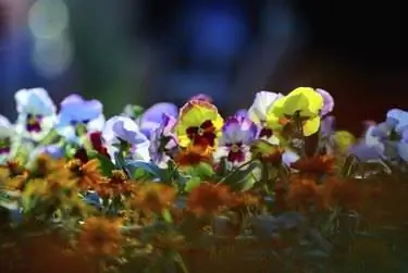 Цветы фон анютины глазки.
