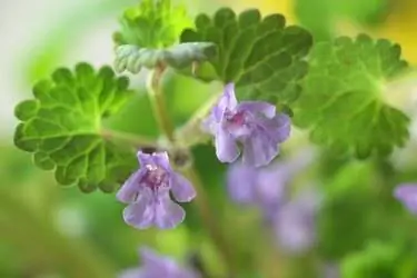 Glechoma hederacea, широко известная как земляной плющ, жаберный надземный, ползучий чарли, алехоф, тункопыт, кошачья лапка, полевой бальзам и убегающая малиновка. Glechoma hederacea, широко известная как земляной плющ, жаберный надземный, ползучий чарли, алехоф, тункопыт, кошачья лапка, полевой бальзам и убегающая малиновка.