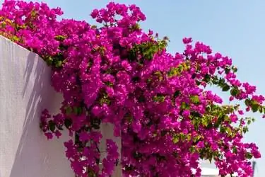 Бугенвиллея в цветке, переливающемся через белую стену.