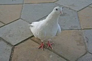 Изображение Изображение