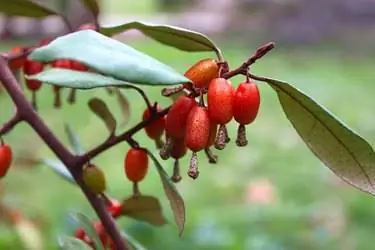 Плоды Elaeagnus pungens крупным планом Плоды Elaeagnus pungens крупным планом