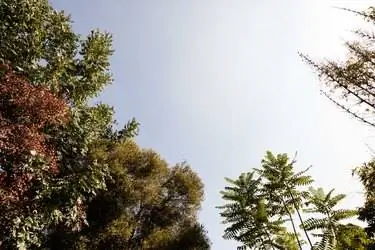 деревья и небо деревья и небо