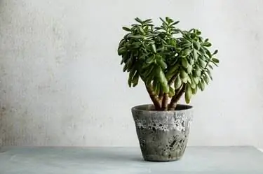 Комнатное растение Crassula ovata нефритовое денежное дерево напротив белой стены. Комнатное растение Crassula ovata нефритовое денежное дерево напротив белой стены.