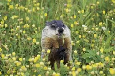 Сурок (Marmota monax) перекусывает растением. Сурок (Marmota monax) перекусывает растением.