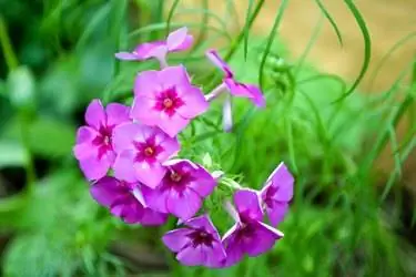 Крупным планом в саду расцвели сезонные флоксы drummondii. Красивые розовые и красные цветы флокса. Крупным планом в саду расцвели сезонные флоксы drummondii. Красивые розовые и красные цветы флокса.